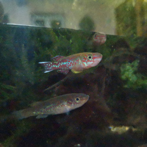 Killi fundulopanchax mirabilis mirabilis