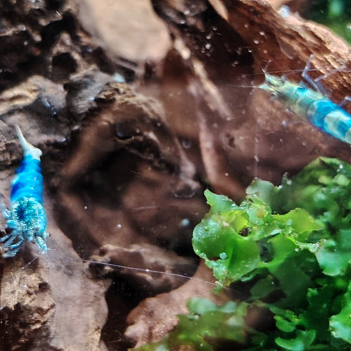 Lot de 3 Crevettes souche blue océan déclassée