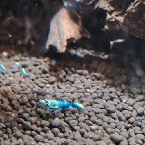 Lot de 3 Crevettes souche blue océan déclassée