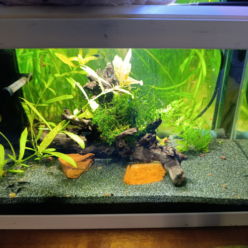 Aquarium 20l