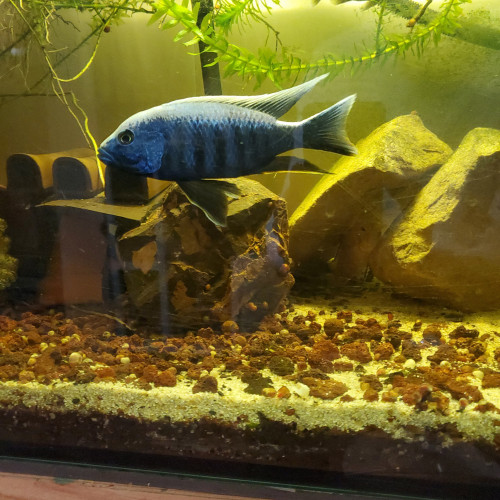 SCIAENOCHROMIS FRYERI ICEBERG