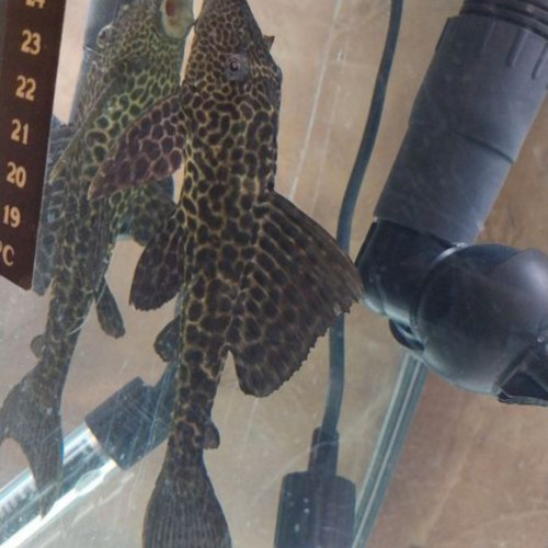Don pleco