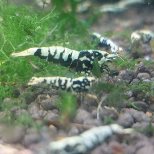 Lot de 12 +2  Galaxy boas (Fishbone)