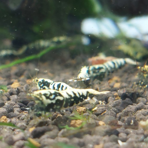 Lot de 12 +2  Galaxy boas (Fishbone)