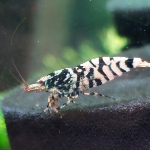 Lot de 10 Galaxy Tiger Kelvin Wong lineage 2025