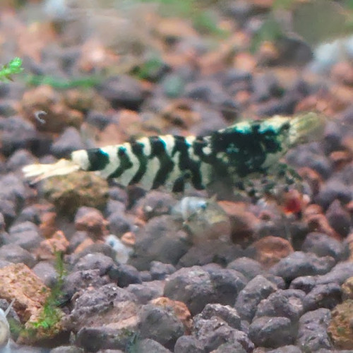 Lot de 10 Galaxy Tiger Kelvin Wong lineage 2025