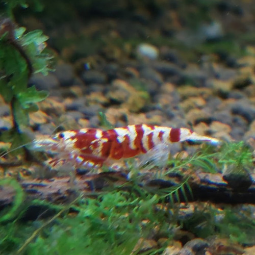 Lot de 10 Galaxy Tiger Red