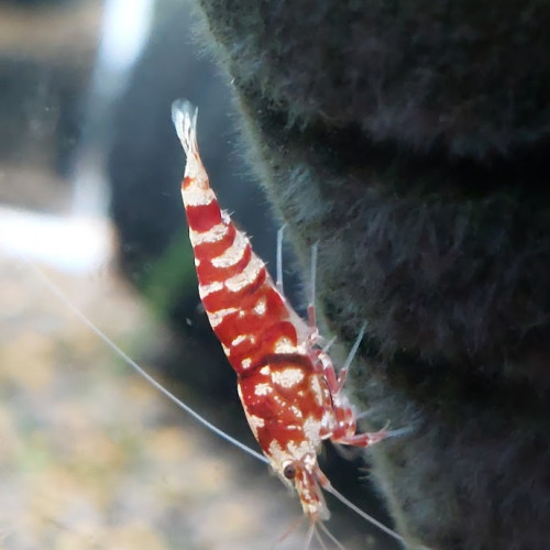 Lot de 10 Galaxy Tiger Red