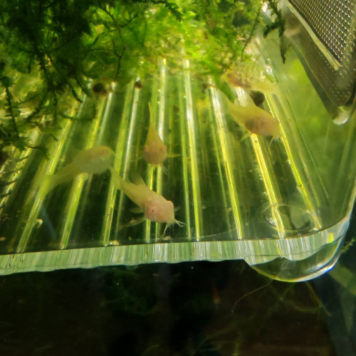 Jeunes corydoras aeneus albinos