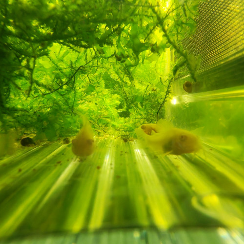 Jeunes corydoras aeneus albinos