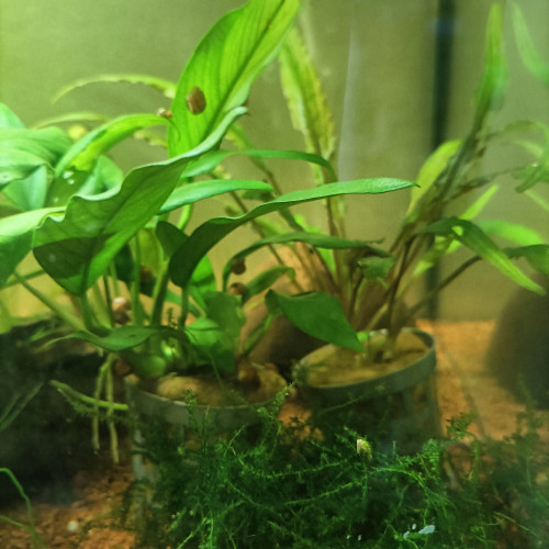 Planorbes par lot de 6