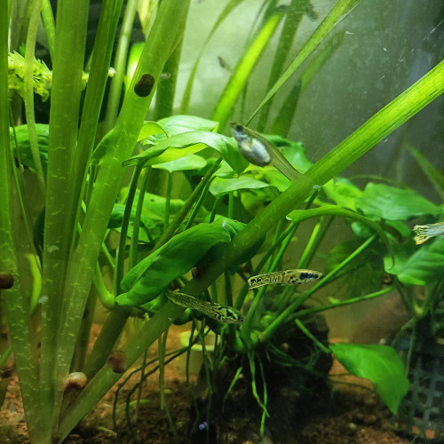 3 mâles guppys endlers Tiger à échanger