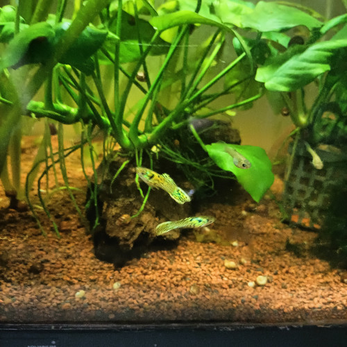 3 mâles guppys endlers Tiger à échanger