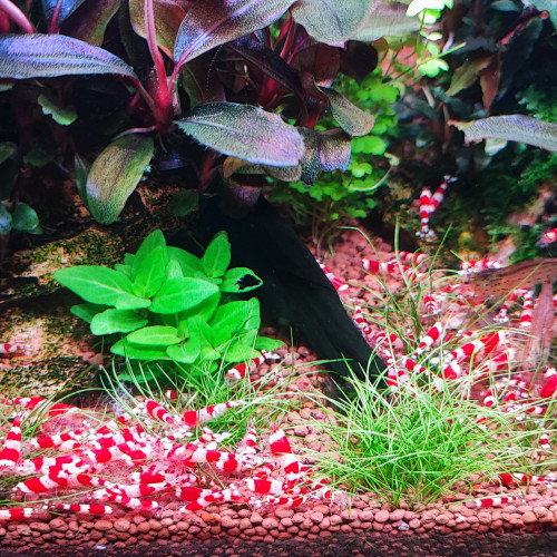 Crevettes red crystal grade S