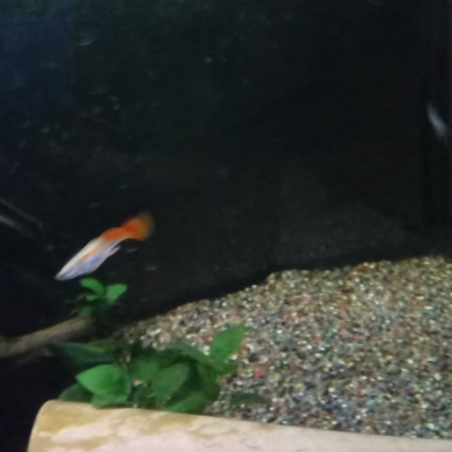 Guppy orange mâle
