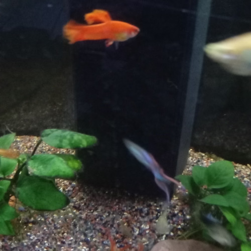 Guppy orange mâle