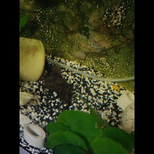 Poissons locarides et aquarium