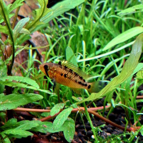Apistogramma macmasteri