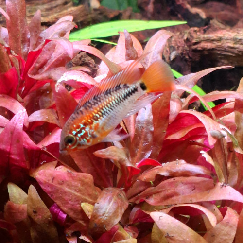 Apistogramma macmasteri
