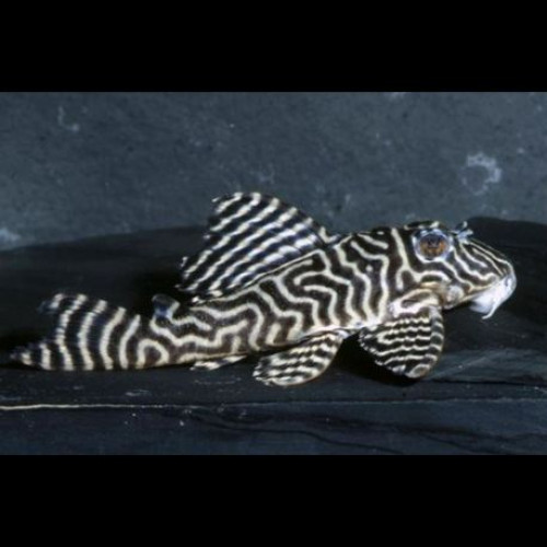 Recherche hypancistrus,Hemiancistrus