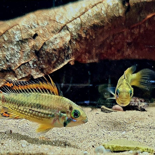 Jeune couple Apistogramma cacatuoides