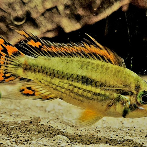 Jeune couple Apistogramma cacatuoides
