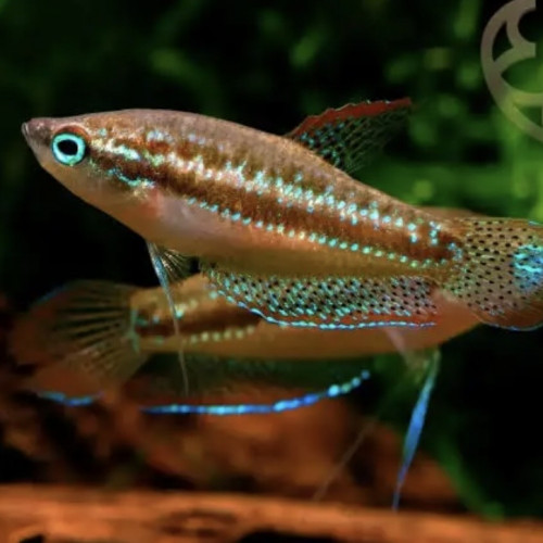 Recherche femelle pumila trichopsis adulte sur Paris