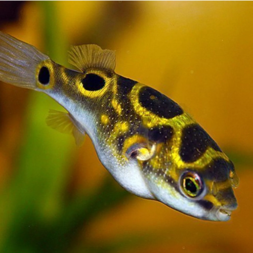 Tetraodon biocellatus