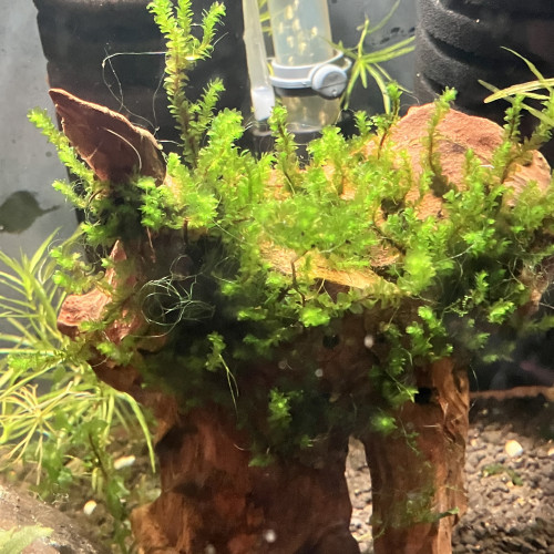 Aquarium déjà cyclé avec sol technique noix coco rare Moss eclairage