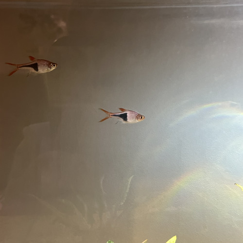 Rasbora Arlequin