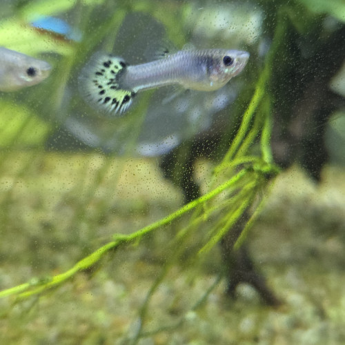Guppys