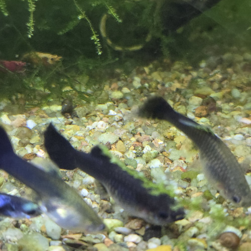 Guppys