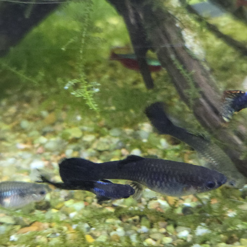 Guppys