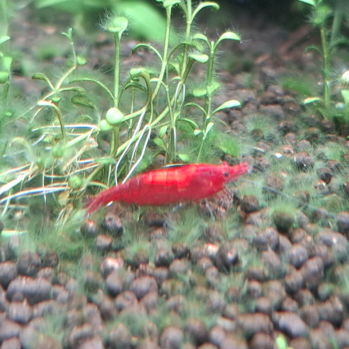 CREVETTE SAKURA ROUGE