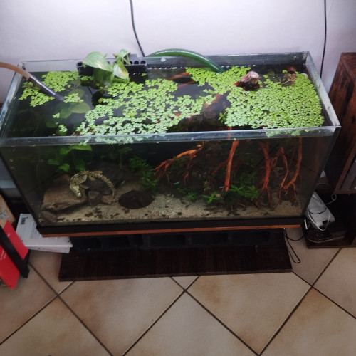 Aquarium 100l