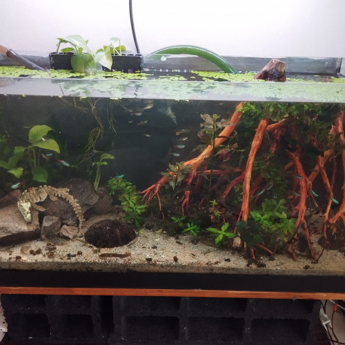 Aquarium 100l