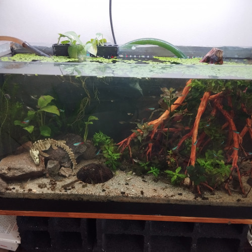 Aquarium 100l