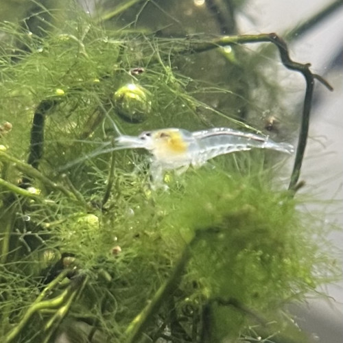 Crevettes White Pearl – Neocaridina – Eau douce