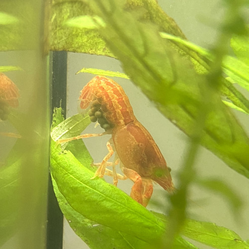 CPO écrevisse naine lot de 4