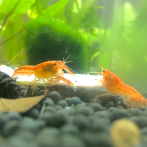 CPO écrevisse naine lot de 4