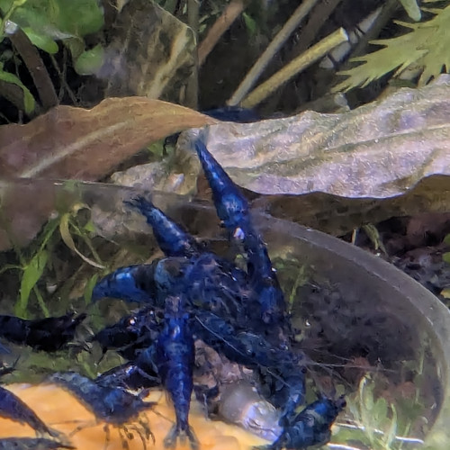 Crevette  red chéri et bleu velvet