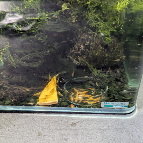 Crevette  red chéri et bleu velvet