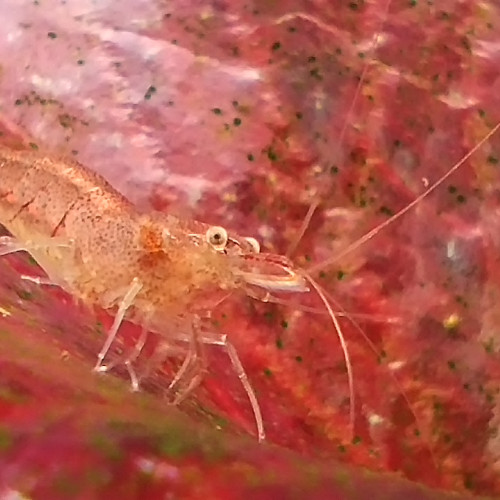 Crevettes mini japonica ou Caridina Malawa