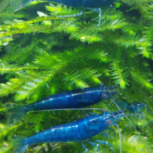 Crevette neocaridina "Blue Velvet" mâles adultes