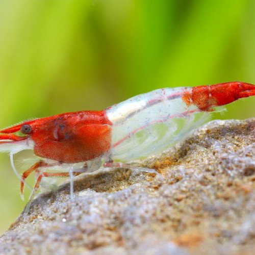 Lot De 10 Crevettes Red Rili Neocaridina