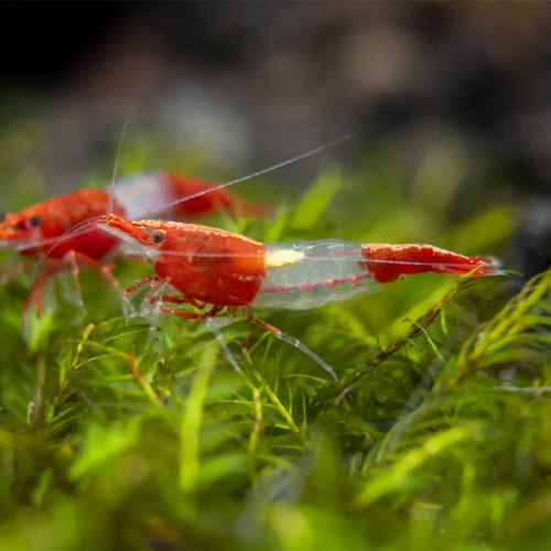 Lot De 10 Crevettes Red Rili Neocaridina