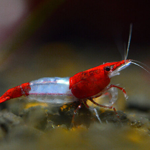 Lot De 10 Crevettes Red Rili Neocaridina