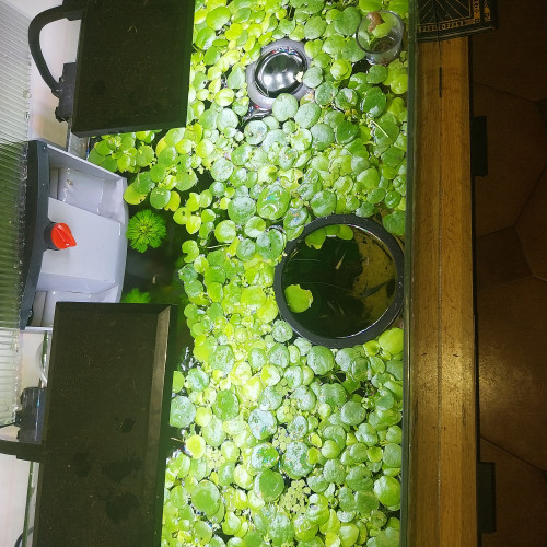 Vends/echanges Limnobium