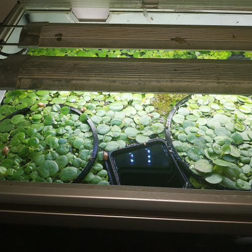 Vends/echanges Limnobium