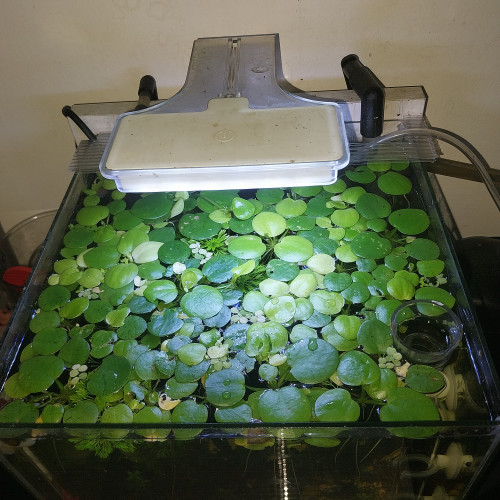 Vends/echanges Limnobium